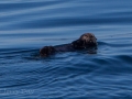 Sea Otter