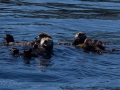 A Small Raft of Sea Otters
