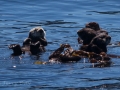 A Small Raft of Sea Otters