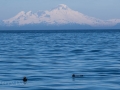 Mt Augustine Volcano and Sea Otters