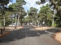 Campsites at Bullards Beach State Park