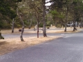 Campsites at Bullards Beach State Park