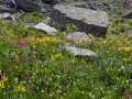 Governor-Basin-Wildflowers-1