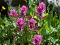 Governor-Basin-Wildflowers-2