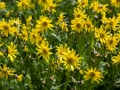 Governor-Basin-Wildflowers-3