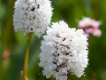 Governor-Basin-Wildflowers-4