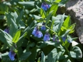 Governor-Basin-Wildflowers-5