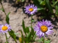 Governor-Basin-Wildflowers-6