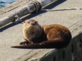 Sea Otter at Neah Bay