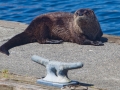 Sea Otter at Neah Bay