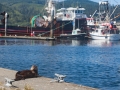 Basking Sea Otter at Neah Bay