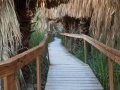 Palm-Grove-Boardwalk