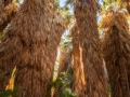 Palm-Grove