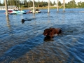 Jasmine & Pepper having a swim at Lake Coeur d'Alene