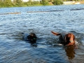 Jasmine & Pepper having a swim at Lake Coeur d'Alene