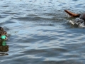 Jasmine & Pepper having a swim at Lake Coeur d'Alene
