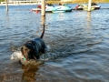 Pepper playing fetch at Lake Coeur d'Alene