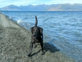 Cottonwood RV Park - Pepper Playing on the Beach
