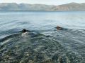 Cottonwood RV Park - Jasmine & Pepper Going for a Swim