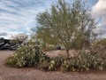 Desert Trails RV Park - Landscaping