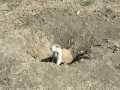 Cute Prairie Dog!