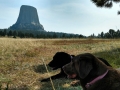 Jasmine & Pepper Relaxing at Devils Tower