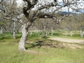 Emigrant Lake - Oak Slope Campground - Sites