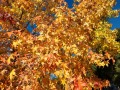 Silent Valley Club - Fall Colors