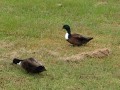 Fort Smith RV Park - Ducks