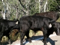 Glacier National Park - Free Range Cows