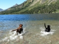 Glacier National Park - Pups having a swim at Two Medicine Lake