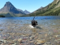 Glacier National Park - Pups having a swim at Two Medicine Lake