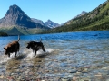Glacier National Park - Pups having a swim at Two Medicine Lake