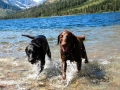 Glacier National Park - Pups having a swim at Two Medicine Lake