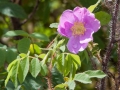 Glenn Highway - Roadside Flower