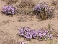 Great Sand Dunes - Wildflowers