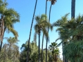 Guajome Regional Park - Palms