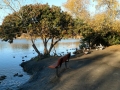 Guajome Regional Park - Fishing Pond