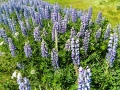 Heritage RV Park - Fragrant Lupine