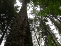 Hoh Rainforest