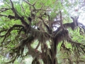 Hoh Rainforest Hall of Mosses