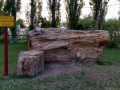 Holbrook KOA - Petrified Log