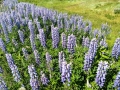 Heritage RV Pk - Fragrant Lupine Wildflowers