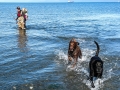 Fisherman with infant retrieved a ball the pups had missed...