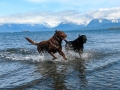 Jasmine & Pepper playing on beach at Kachemak Bay