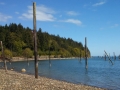 Hood Canal Pilings