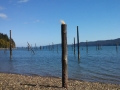 Hood Canal Pilings