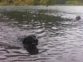 Jasmine & Pepper enjoying a swim in Lake Cushman