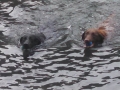 Jasmine & Pepper enjoying a swim in Lake Cushman