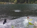 Jasmine & Pepper enjoying a swim in Lake Cushman